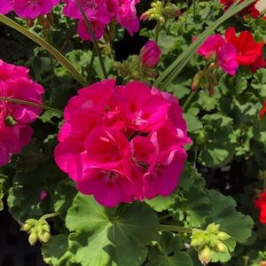 Meet your Posher, Esmeralda